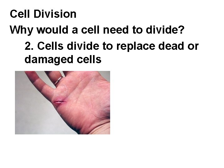 Cell Division Why would a cell need to divide? 2. Cells divide to replace