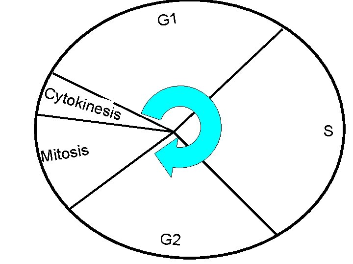 G 1 Cyto kine sis S s i s o t i M G