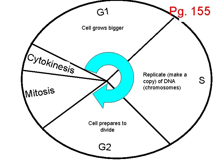 G 1 Pg. 155 Cell grows bigger Cyto kine sis Replicate (make a copy)