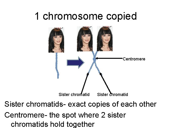 1 chromosome copied Centromere Sister chromatids- exact copies of each other Centromere- the spot