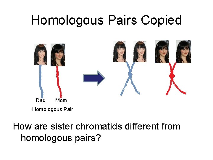 Homologous Pairs Copied Dad Mom Homologous Pair How are sister chromatids different from homologous