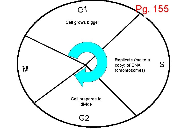 G 1 Pg. 155 Cell grows bigger Replicate (make a copy) of DNA (chromosomes)