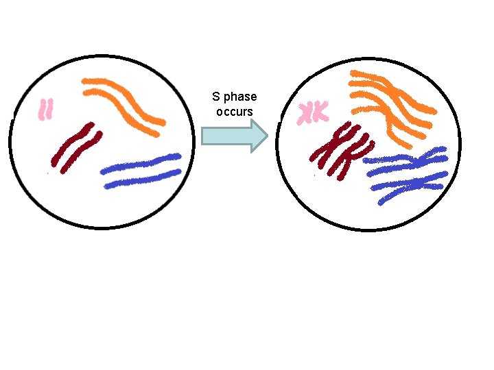 S phase occurs 