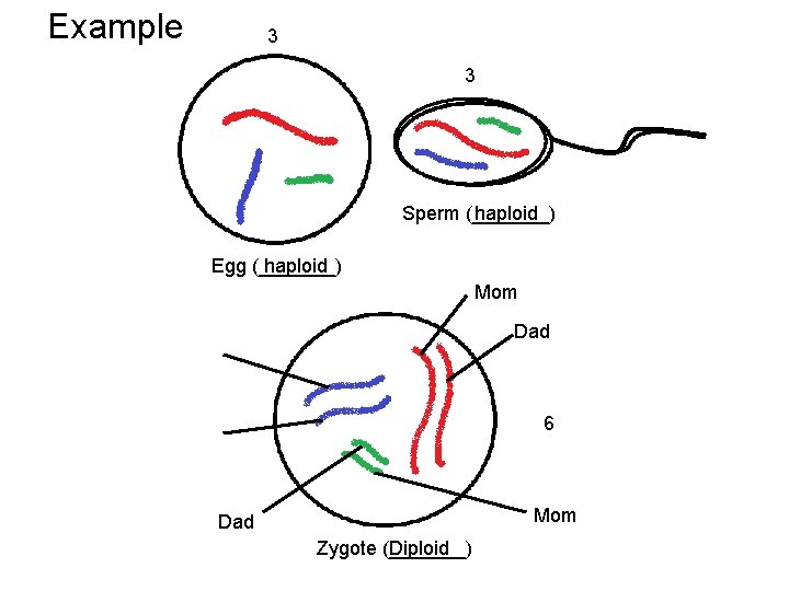 Example 3 3 Sperm (_______) haploid Egg (_______) haploid Mom Dad 6 Mom Dad