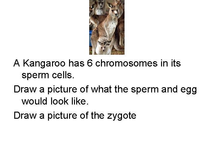 A Kangaroo has 6 chromosomes in its sperm cells. Draw a picture of what