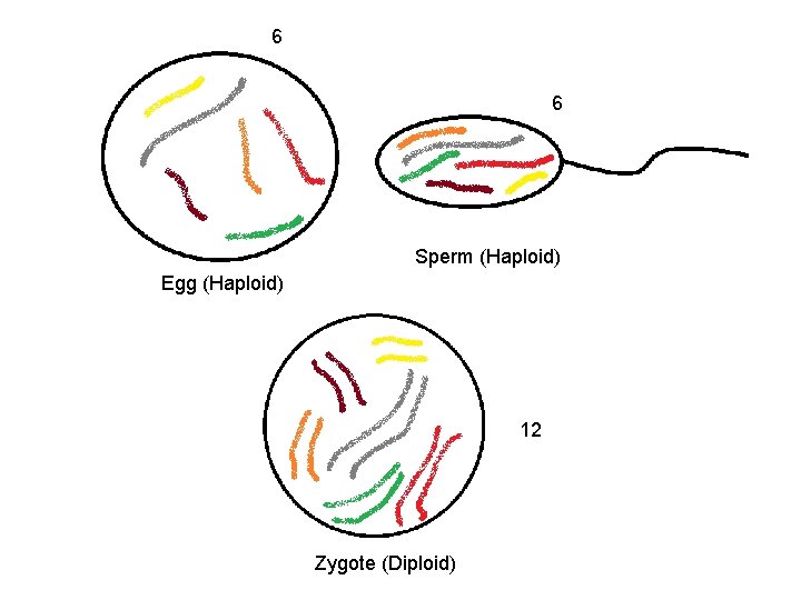 6 6 Sperm (Haploid) Egg (Haploid) 12 Zygote (Diploid) 