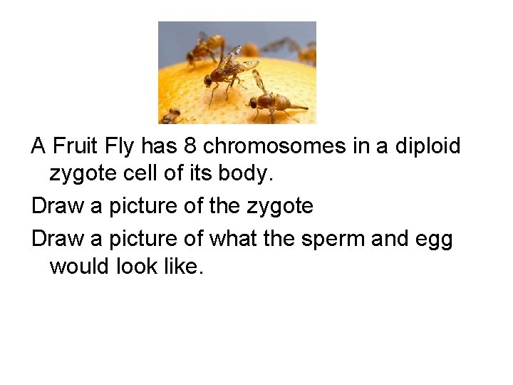 A Fruit Fly has 8 chromosomes in a diploid zygote cell of its body.