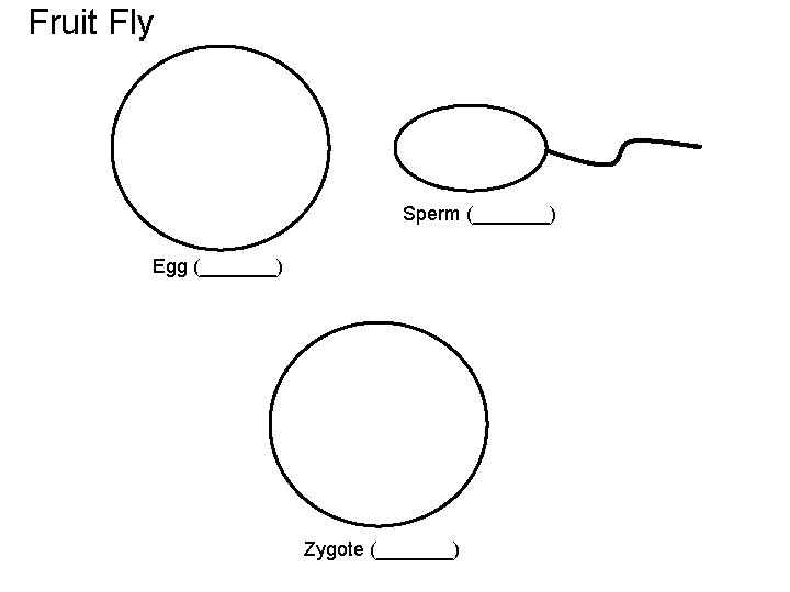 Fruit Fly Sperm (_______) Egg (_______) Zygote (_______) 