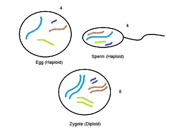 4 4 Sperm (Haploid) Egg (Haploid) 8 Zygote (Diploid) 