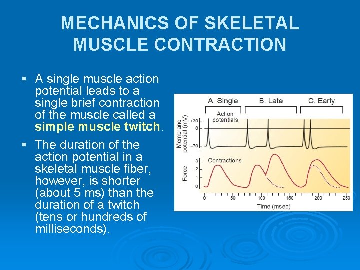 MECHANICS OF SKELETAL MUSCLE CONTRACTION § A single muscle action potential leads to a