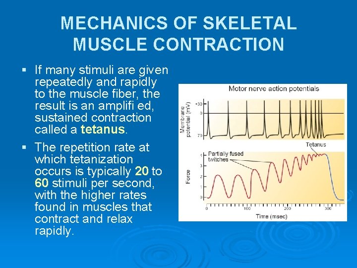 MECHANICS OF SKELETAL MUSCLE CONTRACTION § If many stimuli are given repeatedly and rapidly