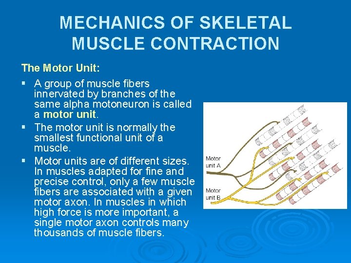 MECHANICS OF SKELETAL MUSCLE CONTRACTION The Motor Unit: § A group of muscle fibers