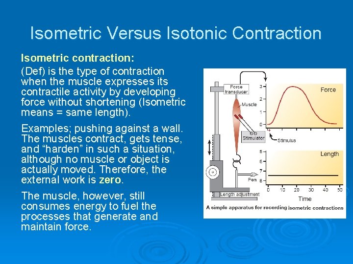 Isometric Versus Isotonic Contraction Isometric contraction: (Def) is the type of contraction when the