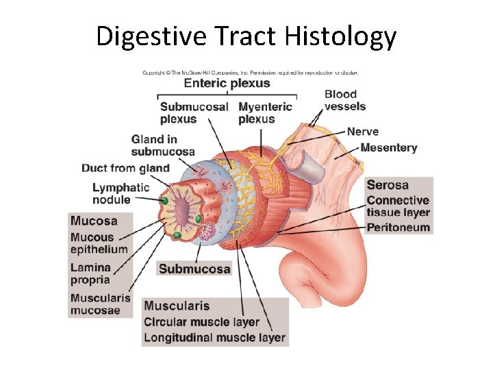 Digestive Tract Histology 
