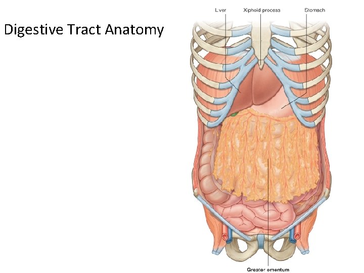 Digestive Tract Anatomy 