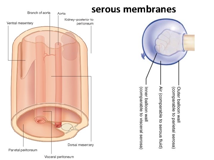 serous membranes 