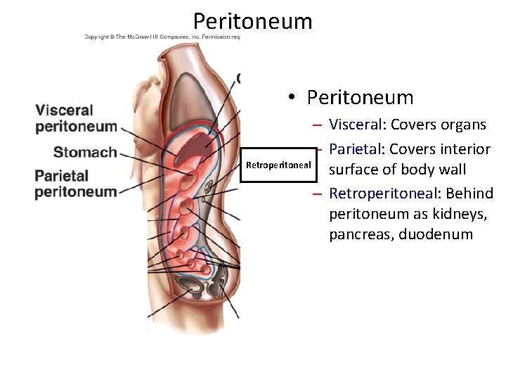 Peritoneum • Peritoneum – Visceral: Covers organs – Parietal: Covers interior Retroperitoneal surface of