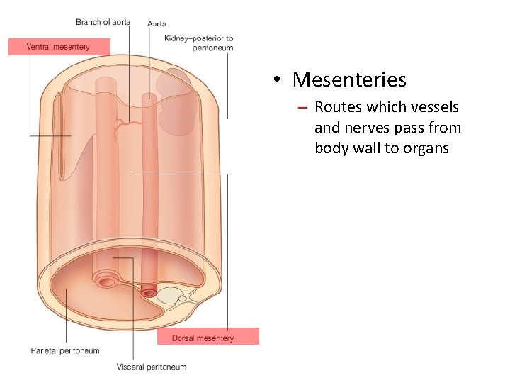  • Mesenteries – Routes which vessels and nerves pass from body wall to