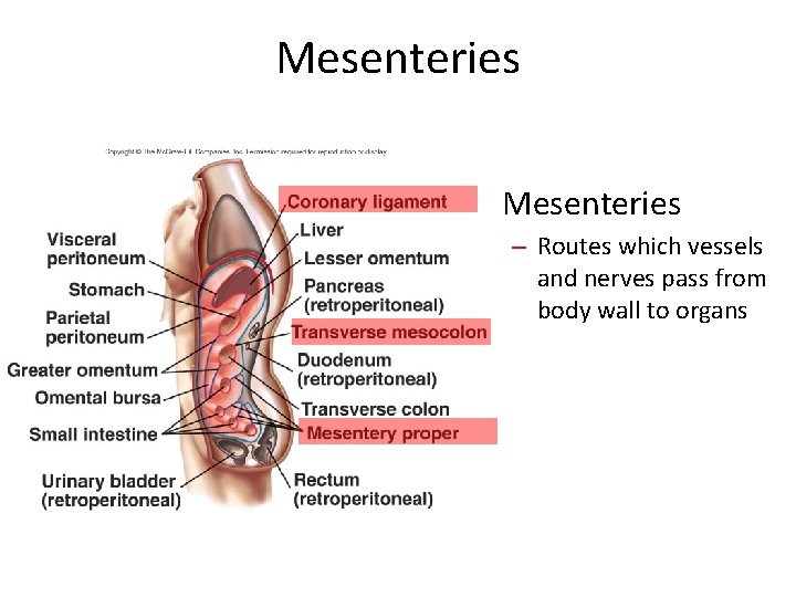 Mesenteries • Mesenteries – Routes which vessels and nerves pass from body wall to