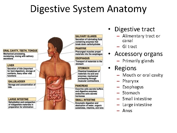 Digestive System Anatomy • Digestive tract – Alimentary tract or canal – GI tract