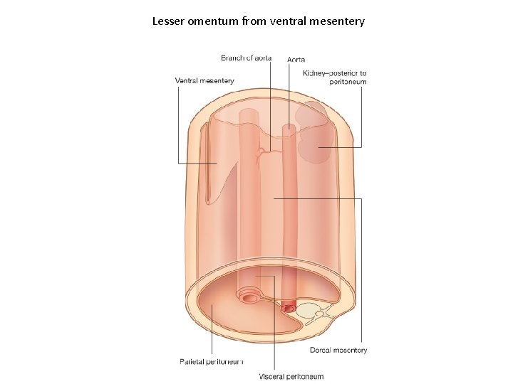 Lesser omentum from ventral mesentery 