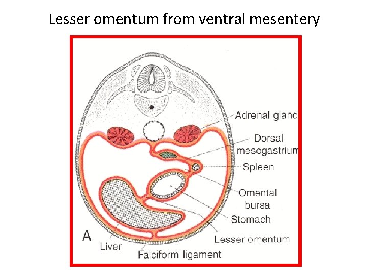 Lesser omentum from ventral mesentery 