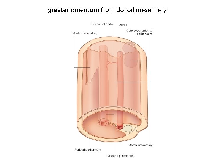 greater omentum from dorsal mesentery 