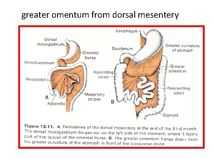 greater omentum from dorsal mesentery 