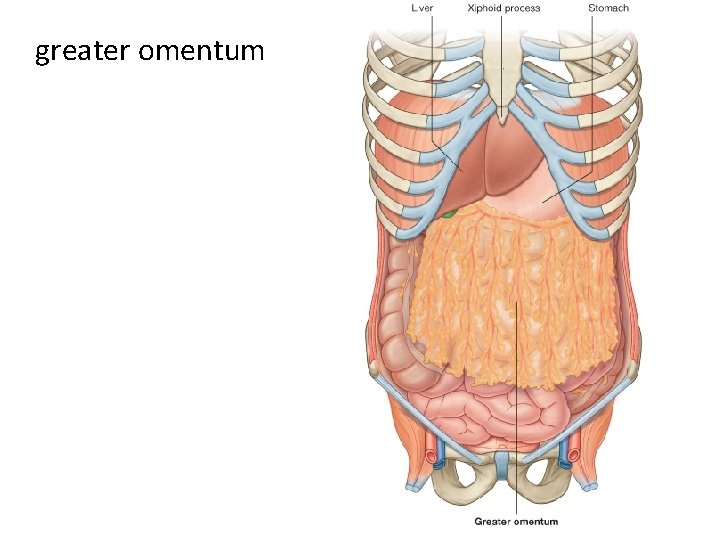 greater omentum 