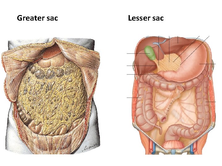 Greater sac Lesser sac 