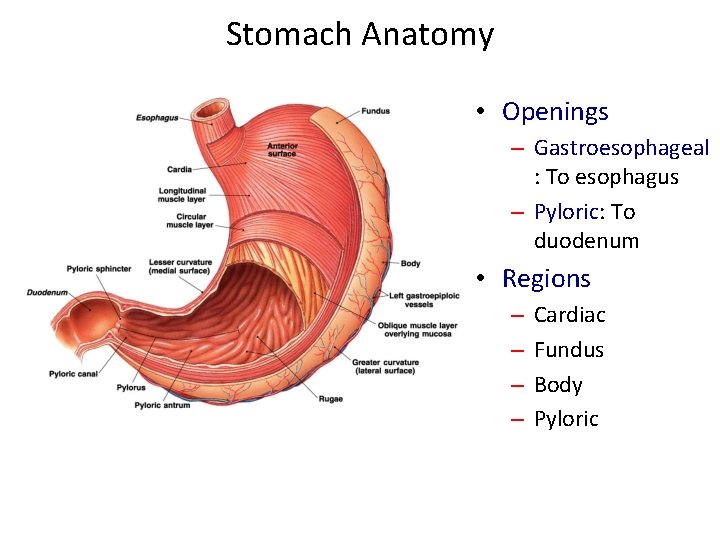 Stomach Anatomy • Openings – Gastroesophageal : To esophagus – Pyloric: To duodenum •