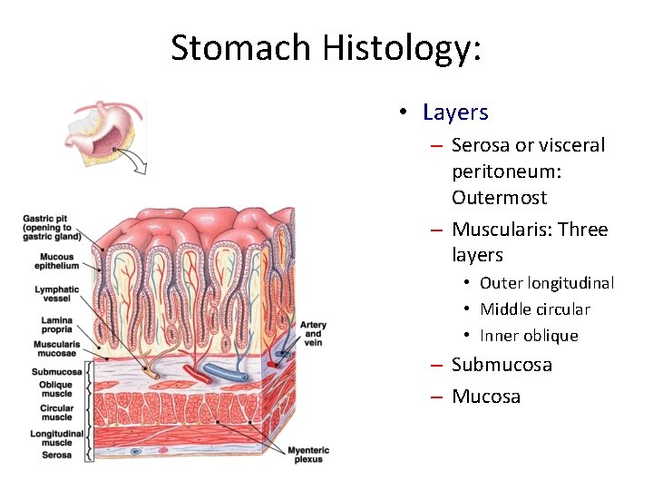 Stomach Histology: • Layers – Serosa or visceral peritoneum: Outermost – Muscularis: Three layers