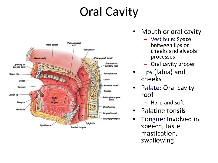 Oral Cavity • Mouth or oral cavity – Vestibule: Space between lips or cheeks