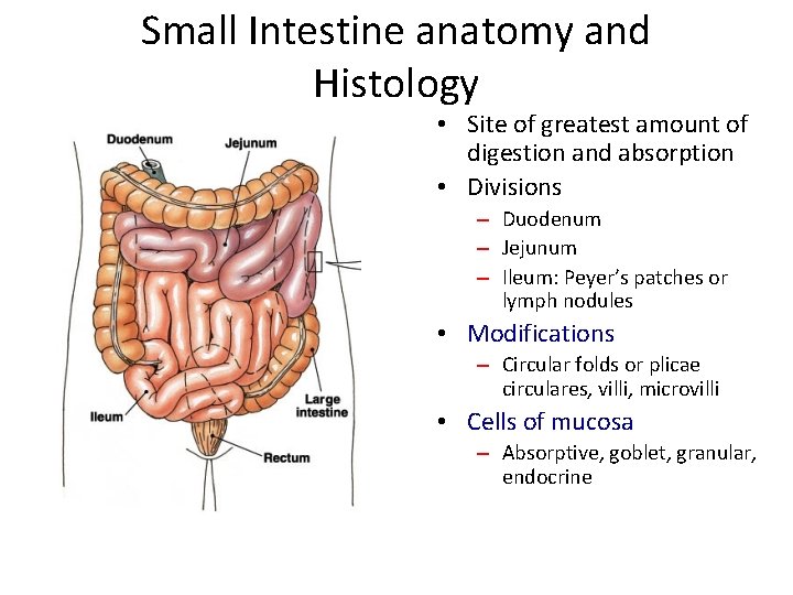 Small Intestine anatomy and Histology • Site of greatest amount of digestion and absorption