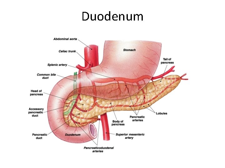 Duodenum 