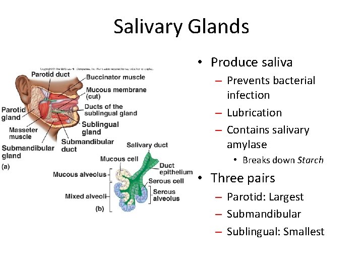 Salivary Glands • Produce saliva – Prevents bacterial infection – Lubrication – Contains salivary