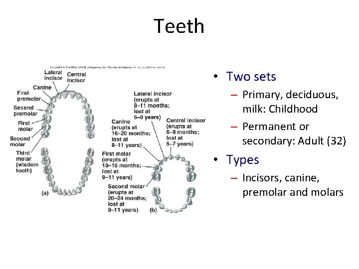 Teeth • Two sets – Primary, deciduous, milk: Childhood – Permanent or secondary: Adult