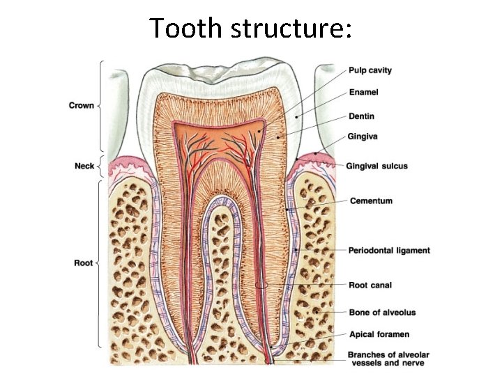 Tooth structure: 