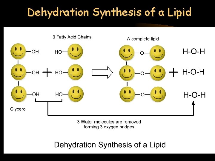 Dehydration Synthesis of a Lipid 