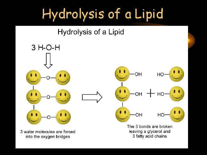 Hydrolysis of a Lipid 