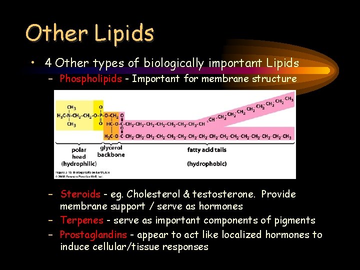 Other Lipids • 4 Other types of biologically important Lipids – Phospholipids - Important