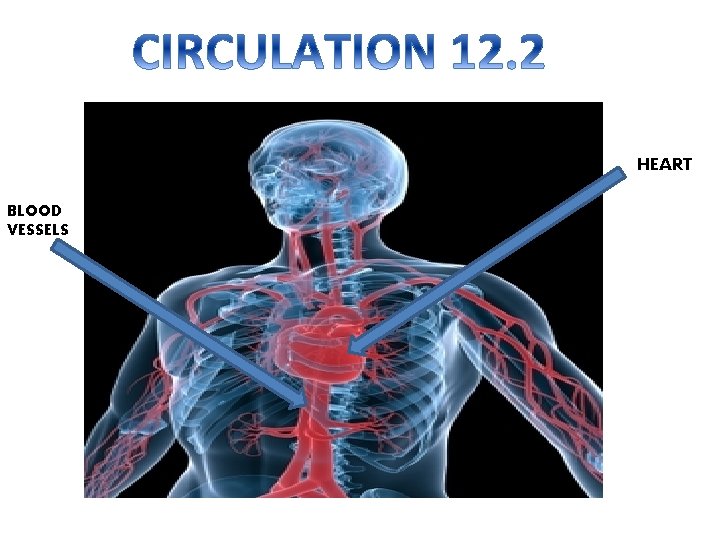 HEART BLOOD VESSELS 