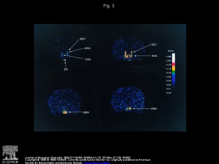 Fig. 3 Journal of Biological Chemistry 1996 27116435 -16438 DOI: (10. 1074/jbc. 271. 28.