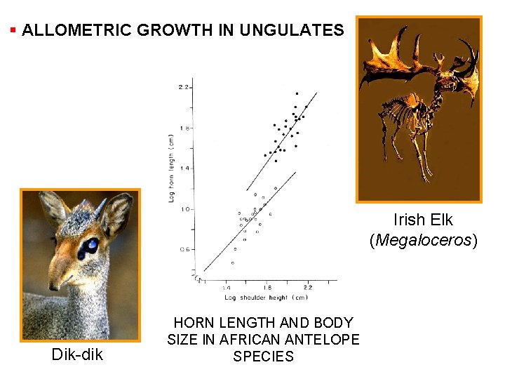 § ALLOMETRIC GROWTH IN UNGULATES Irish Elk (Megaloceros) Dik-dik HORN LENGTH AND BODY SIZE