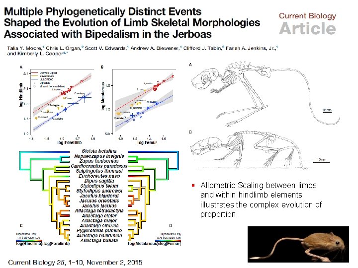 § Allometric Scaling between limbs and within hindlimb elements illustrates the complex evolution of