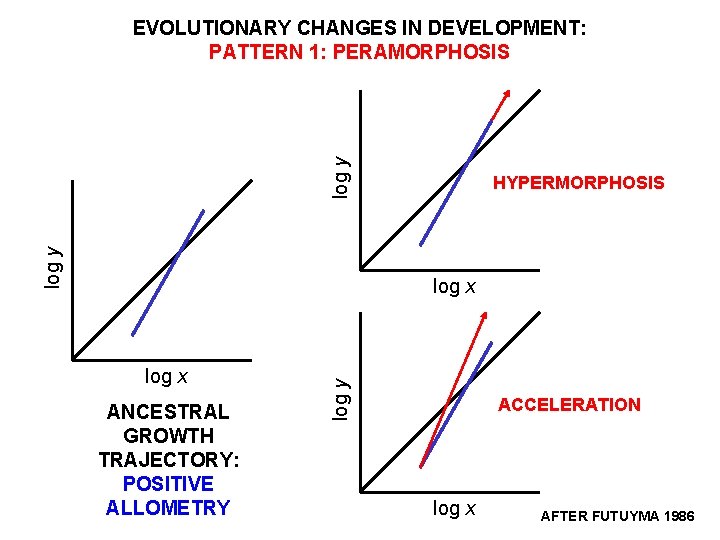 log y EVOLUTIONARY CHANGES IN DEVELOPMENT: PATTERN 1: PERAMORPHOSIS HYPERMORPHOSIS log x ANCESTRAL GROWTH