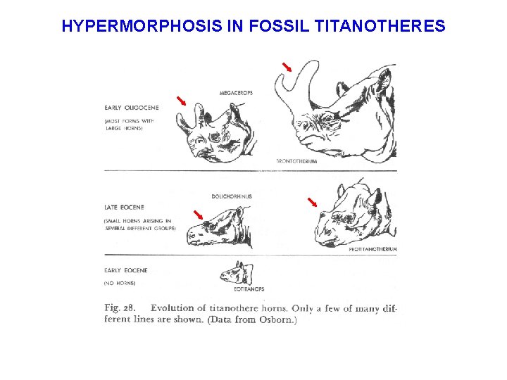 HYPERMORPHOSIS IN FOSSIL TITANOTHERES 