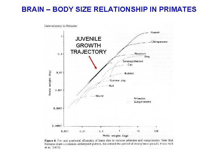 BRAIN – BODY SIZE RELATIONSHIP IN PRIMATES JUVENILE GROWTH TRAJECTORY 