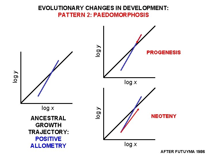 log y EVOLUTIONARY CHANGES IN DEVELOPMENT: PATTERN 2: PAEDOMORPHOSIS PROGENESIS log x ANCESTRAL GROWTH