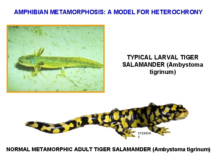 AMPHIBIAN METAMORPHOSIS: A MODEL FOR HETEROCHRONY TYPICAL LARVAL TIGER SALAMANDER (Ambystoma tigrinum) STEBBIN S